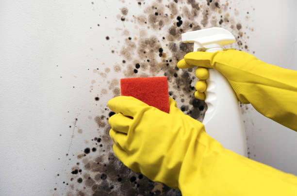 Best Bathroom Mold Remediation in Ligh, NE