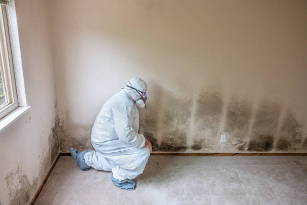 Best Attic Mold Remediation in Ligh, NE
